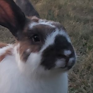 Meet your Posher, Mom